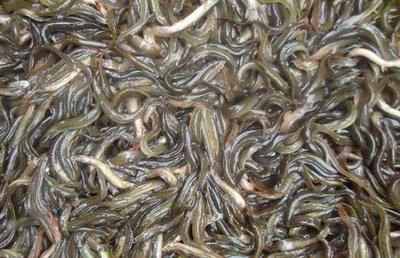 大鱗副泥鰍養殖技術詳解