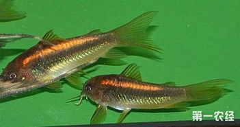 南美水族瑰寶 金光閃閃的金線鼠魚(yú)及其水質(zhì)改良劑研發(fā)