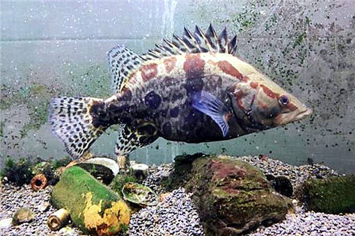 鱖魚(yú)養(yǎng)殖 2020年市場(chǎng)價(jià)格、養(yǎng)殖前景、技術(shù)革新與水質(zhì)管理