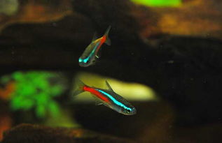 霓虹燈魚(yú)養(yǎng)殖全攻略 從新手到高手的實(shí)用技巧