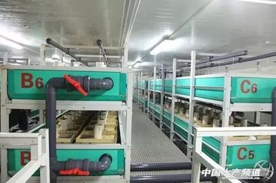 工廠化循環(huán)水養(yǎng)殖 魚類養(yǎng)殖技術(shù)的“高大上”革命