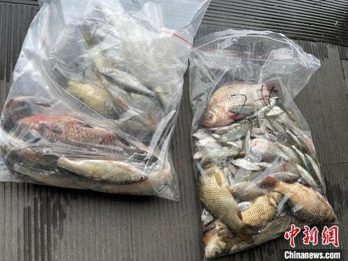 浙江杭州西湖首次系統(tǒng)摸底魚類多樣性，初步發(fā)現(xiàn)10余個(gè)品種，生態(tài)養(yǎng)護(hù)與養(yǎng)殖技術(shù)協(xié)同發(fā)展引關(guān)注